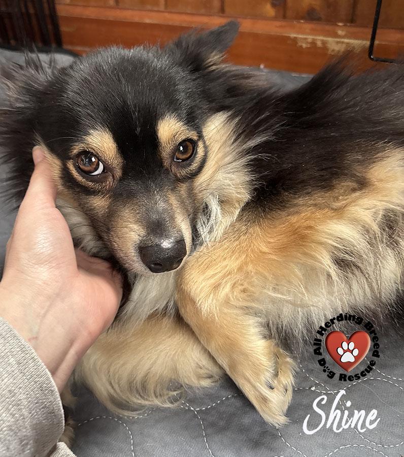 Enlarge Shine, a ADOPTABLE Australian Shepherd in Joliet, IL image 4/4