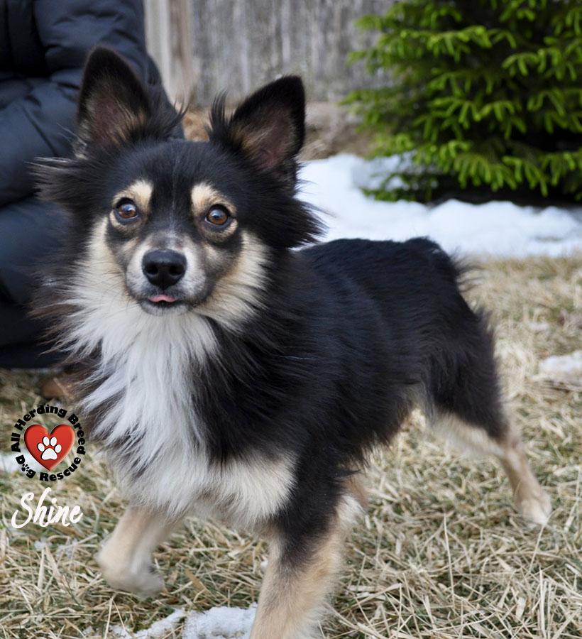 Enlarge Shine, a ADOPTABLE Australian Shepherd in Joliet, IL image 2/4