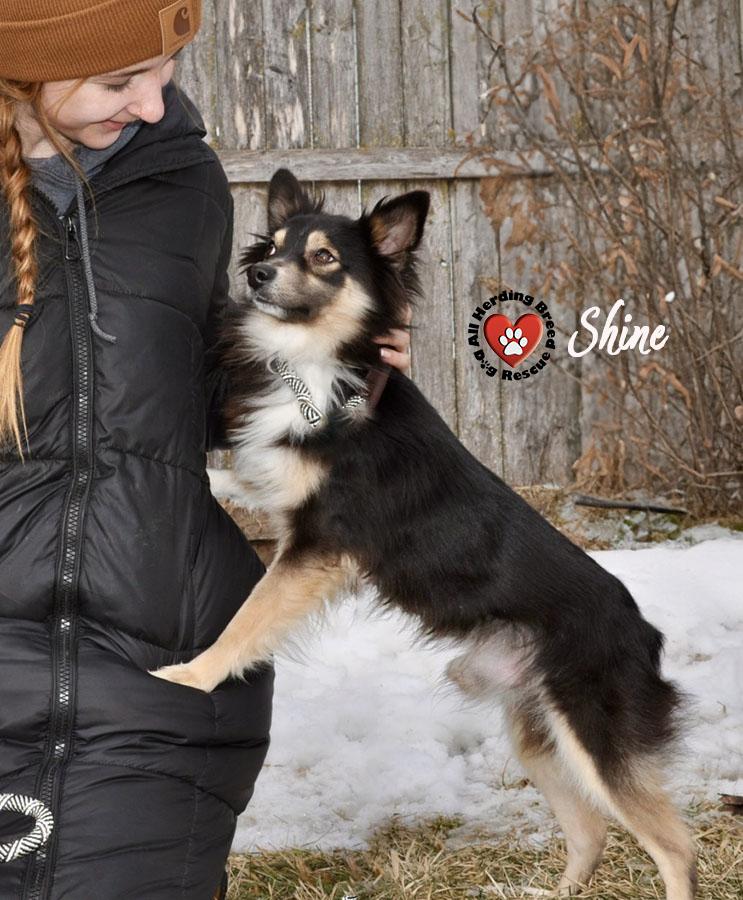 Enlarge Shine, a ADOPTABLE Australian Shepherd in Joliet, IL image 1/4
