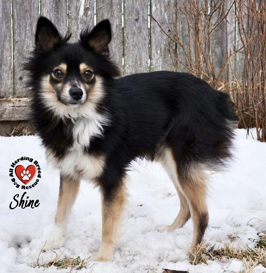 Enlarge Shine, a ADOPTABLE Australian Shepherd in Joliet, IL image 3/4