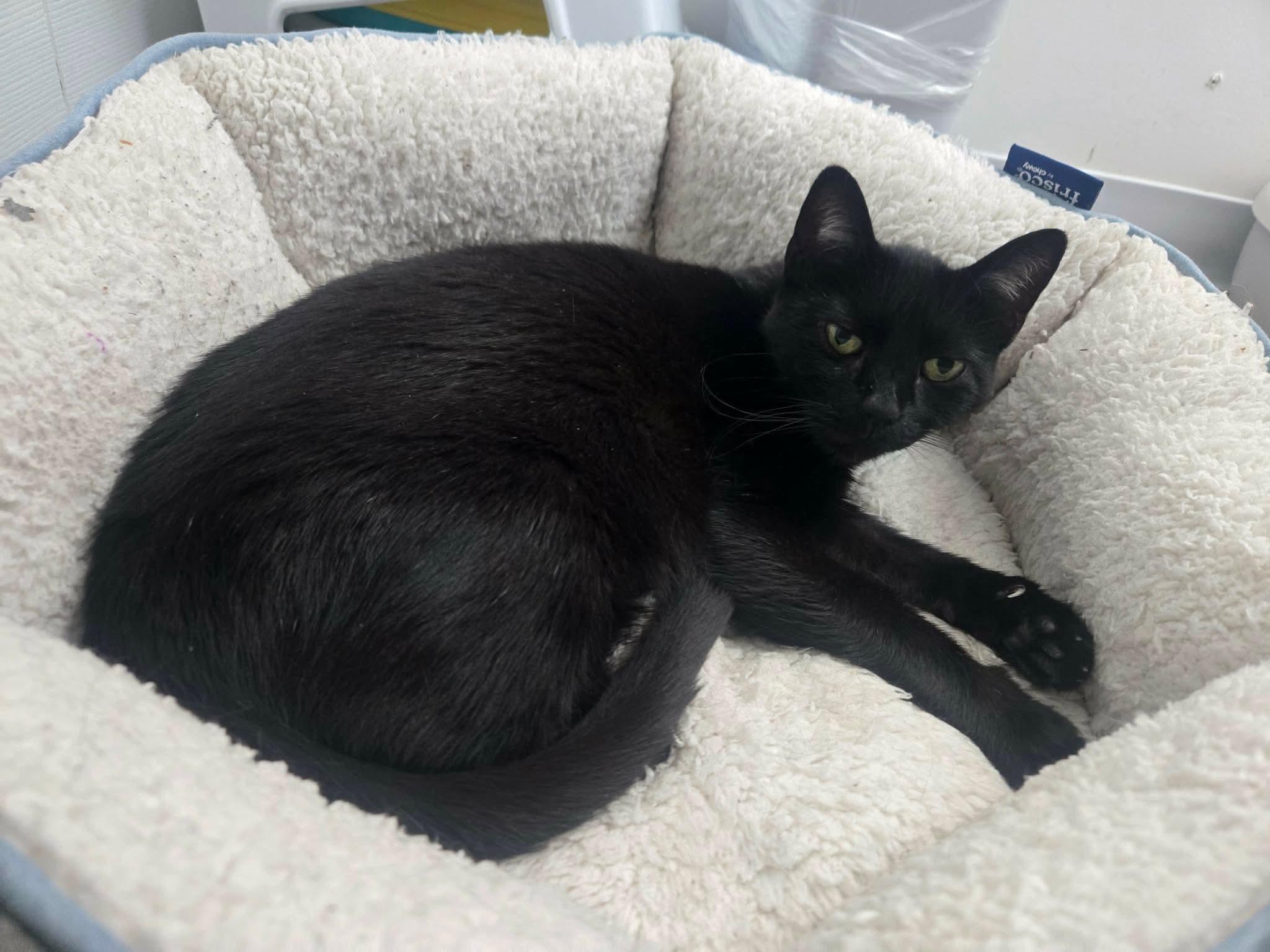 Darkstar, ADOPTABLE, Young Male Domestic Short Hair.