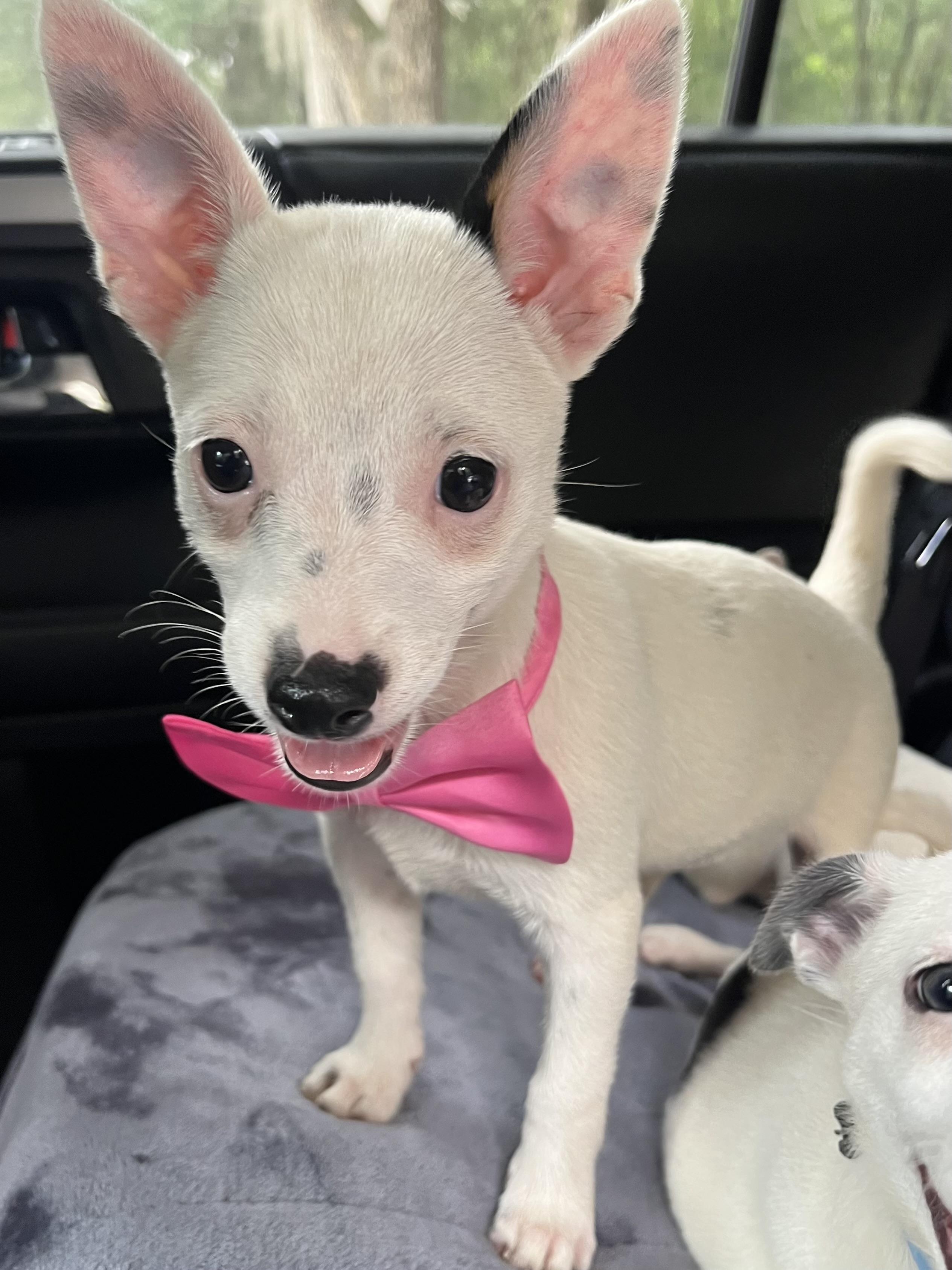 Enlarge Daisy, a Adoptable mixed breed in Atlanta , GA image 6/6