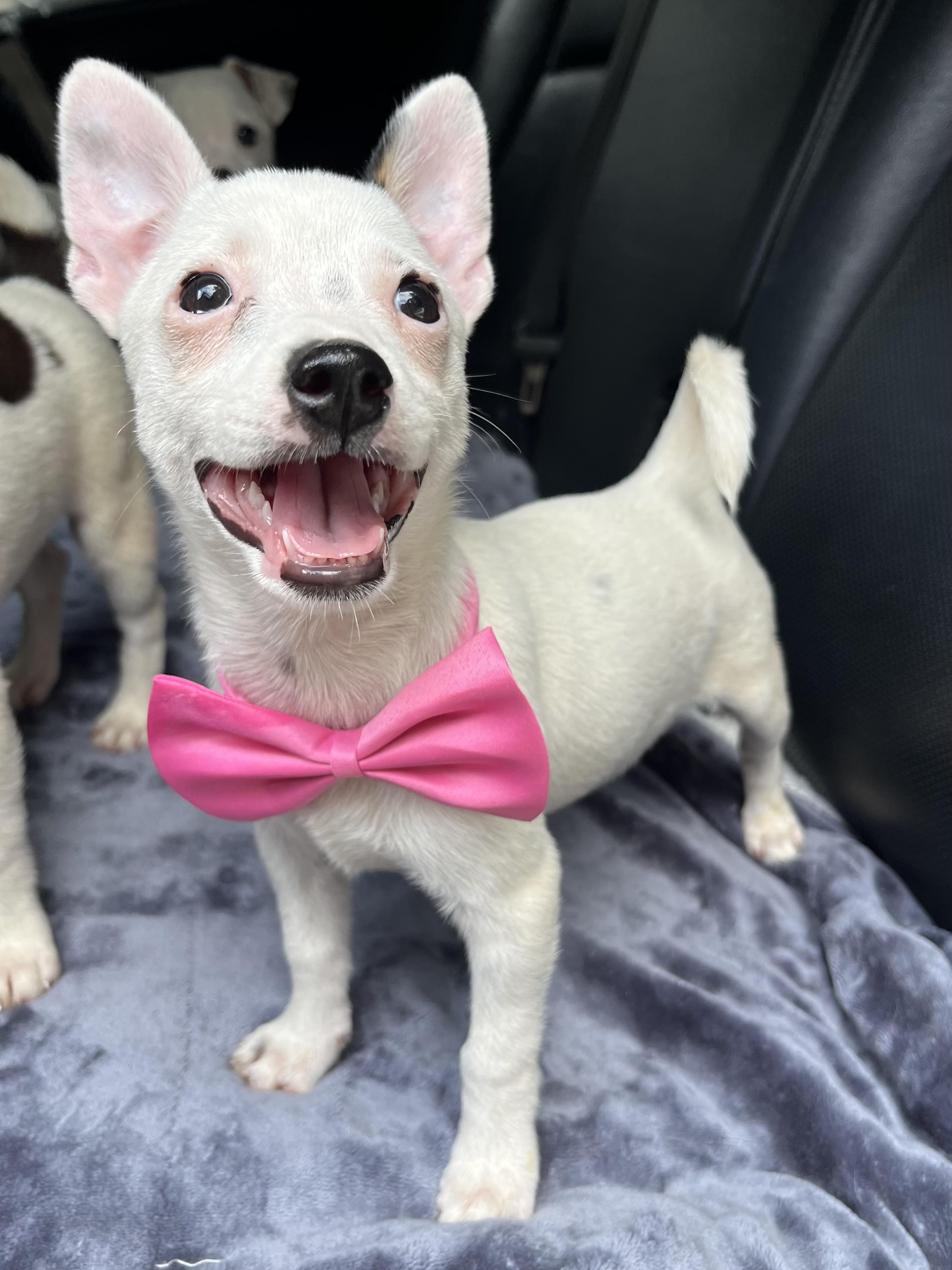 Daisy, Adoptable, Puppy Female Chihuahua & Mixed Breed.