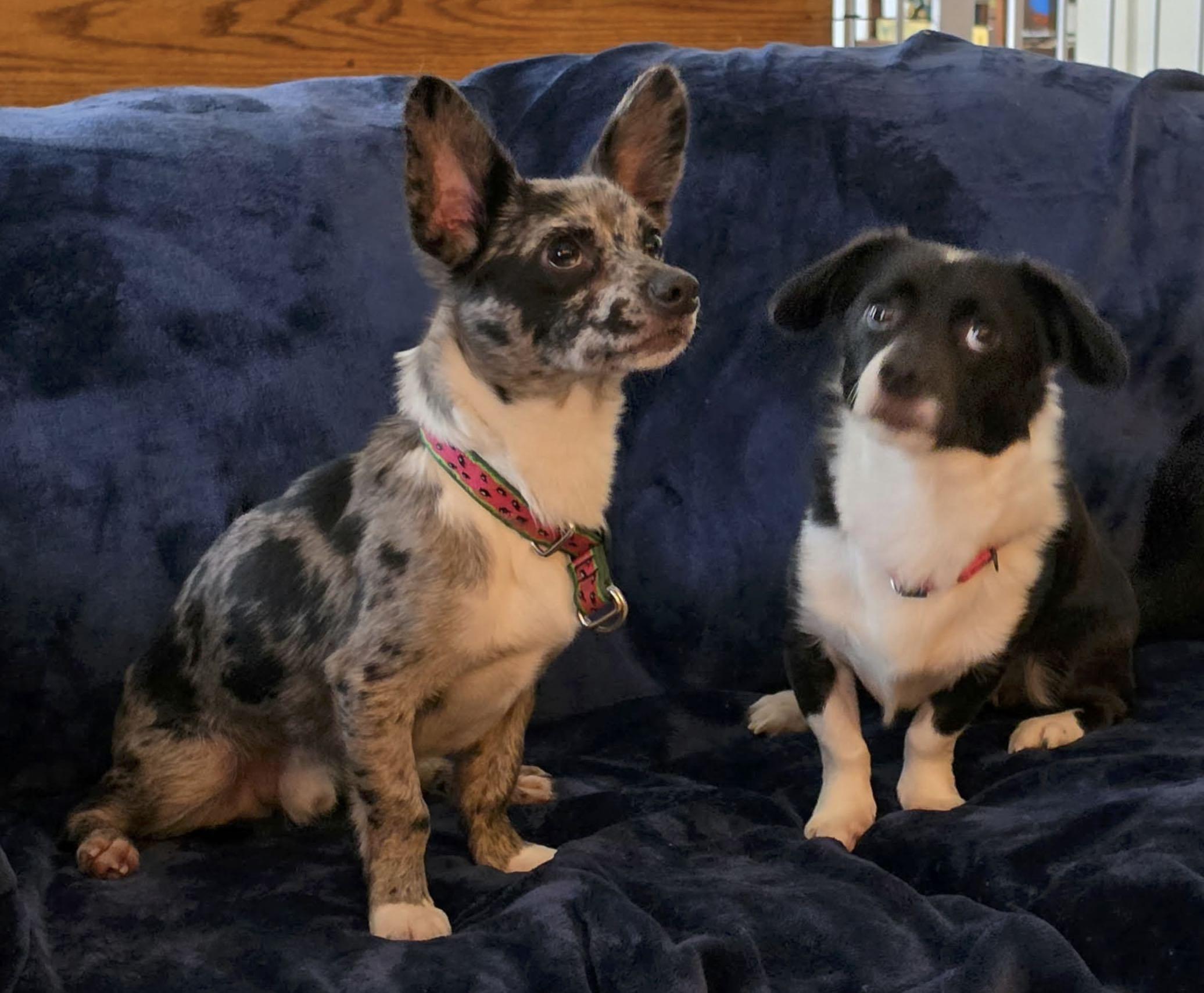 Ken and Ceile, a ADOPTABLE mixed breed in Morrisville, PA image 4/4