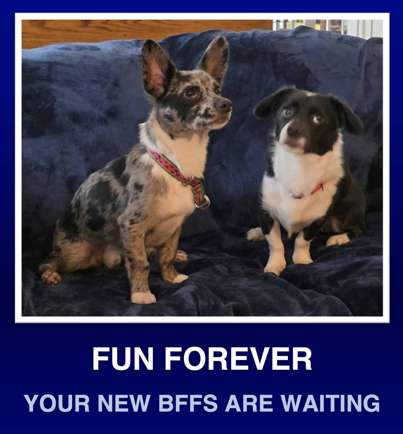 Ken and Ceile, a ADOPTABLE mixed breed in Morrisville, PA image 1/4