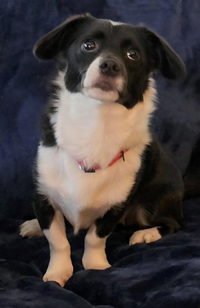 Ken and Ceile, a ADOPTABLE mixed breed in Morrisville, PA image 3/4