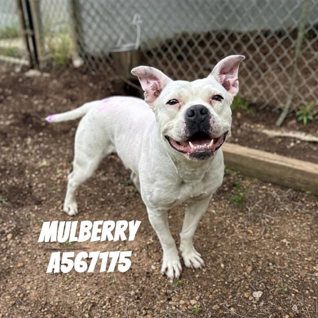 MULBERRY, Adoptable, Young Male Pit Bull Terrier.