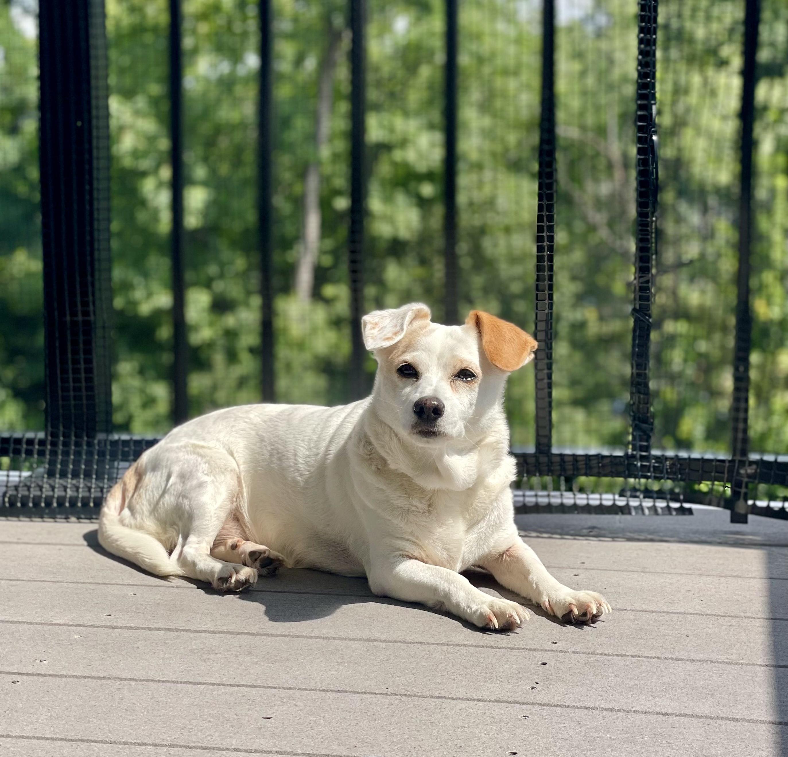 Enlarge Eve, a ADOPTABLE Chihuahua in Bethel, CT image 3/6
