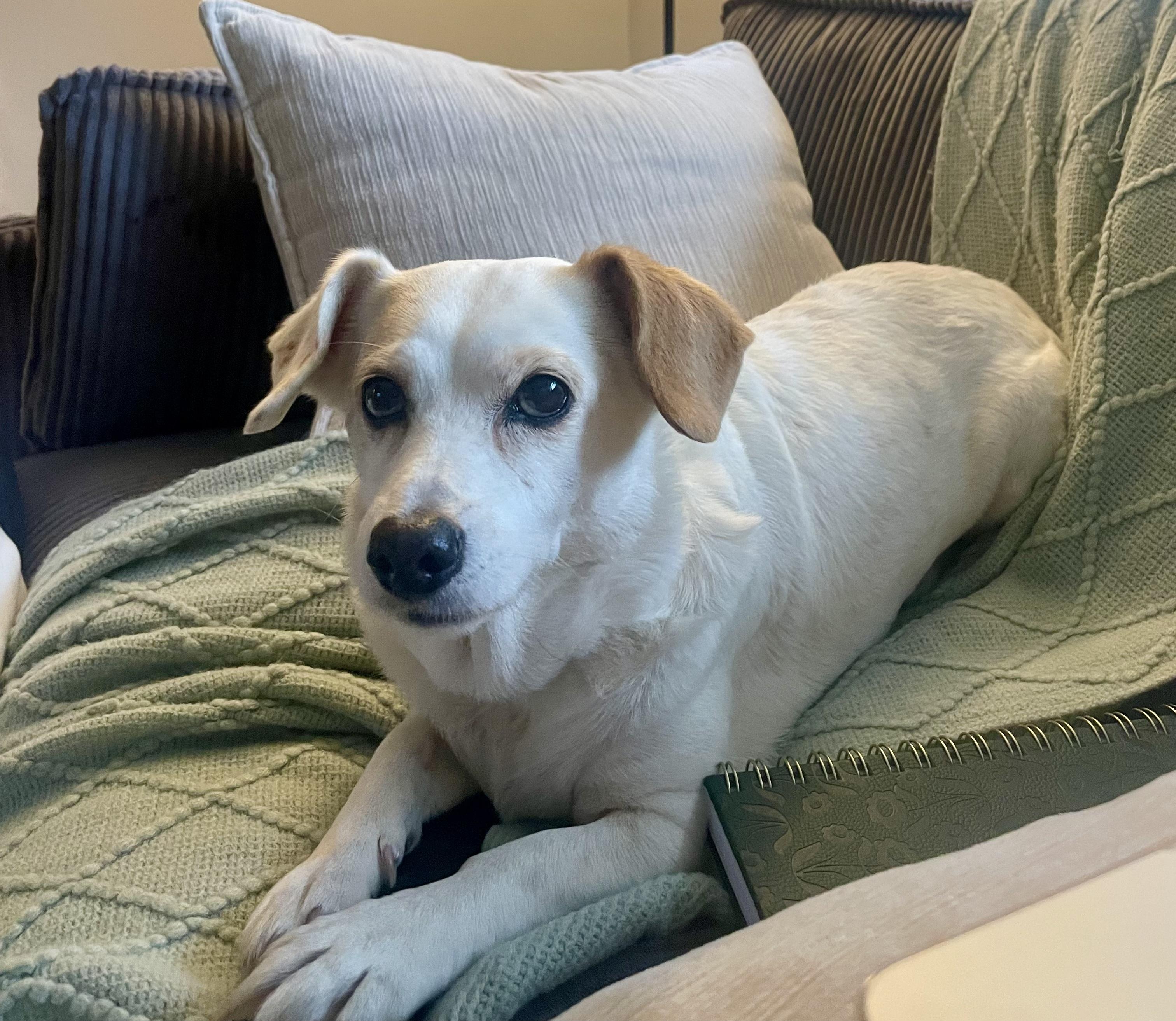 Enlarge Eve, a ADOPTABLE Chihuahua in Bethel, CT image 5/6