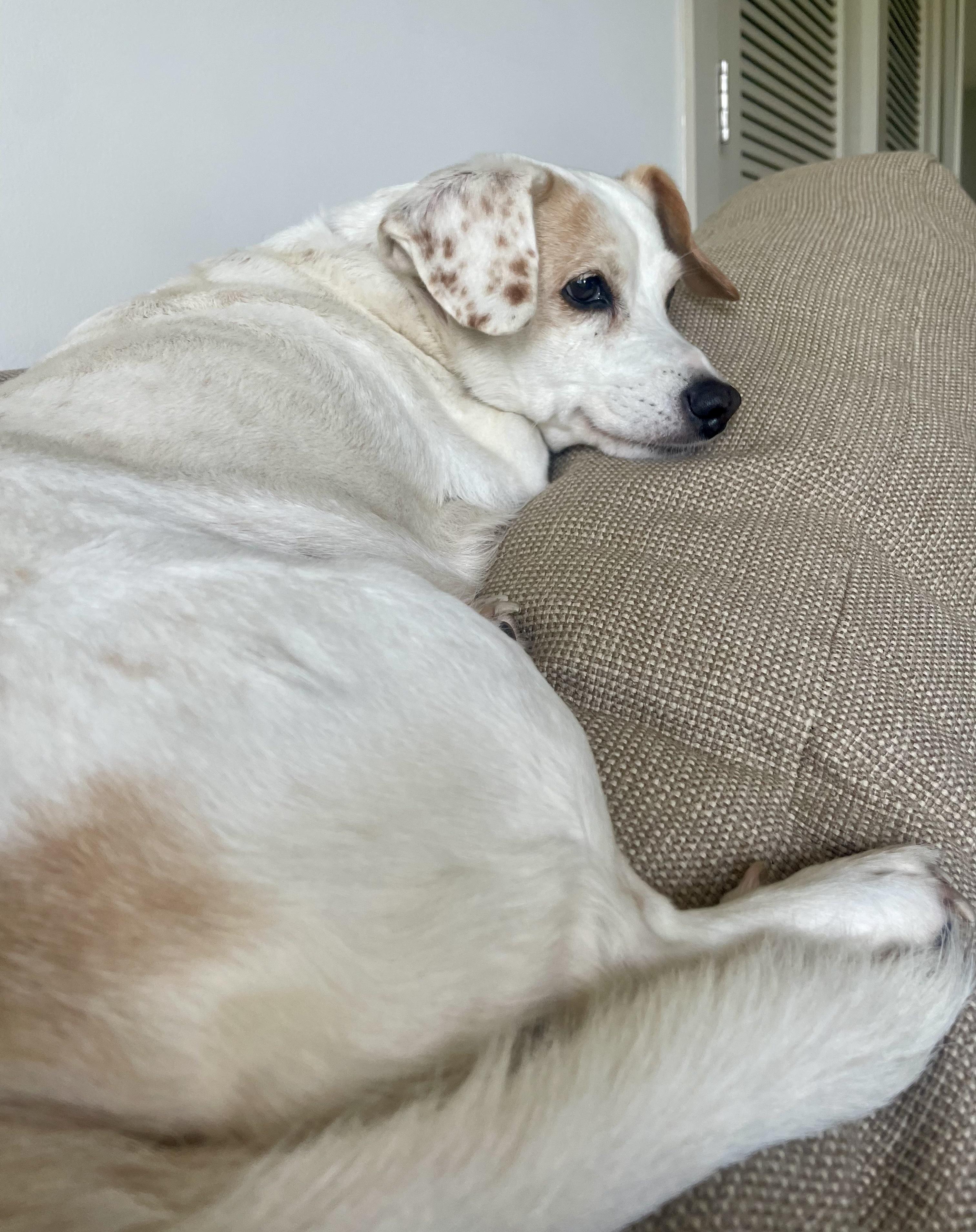 Enlarge Eve, a ADOPTABLE Chihuahua in Bethel, CT image 4/6