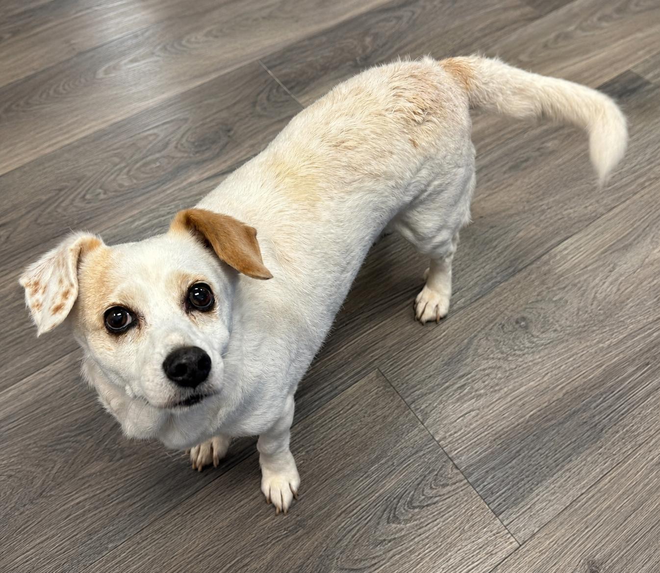 Enlarge Eve, a ADOPTABLE Chihuahua in Bethel, CT image 2/6