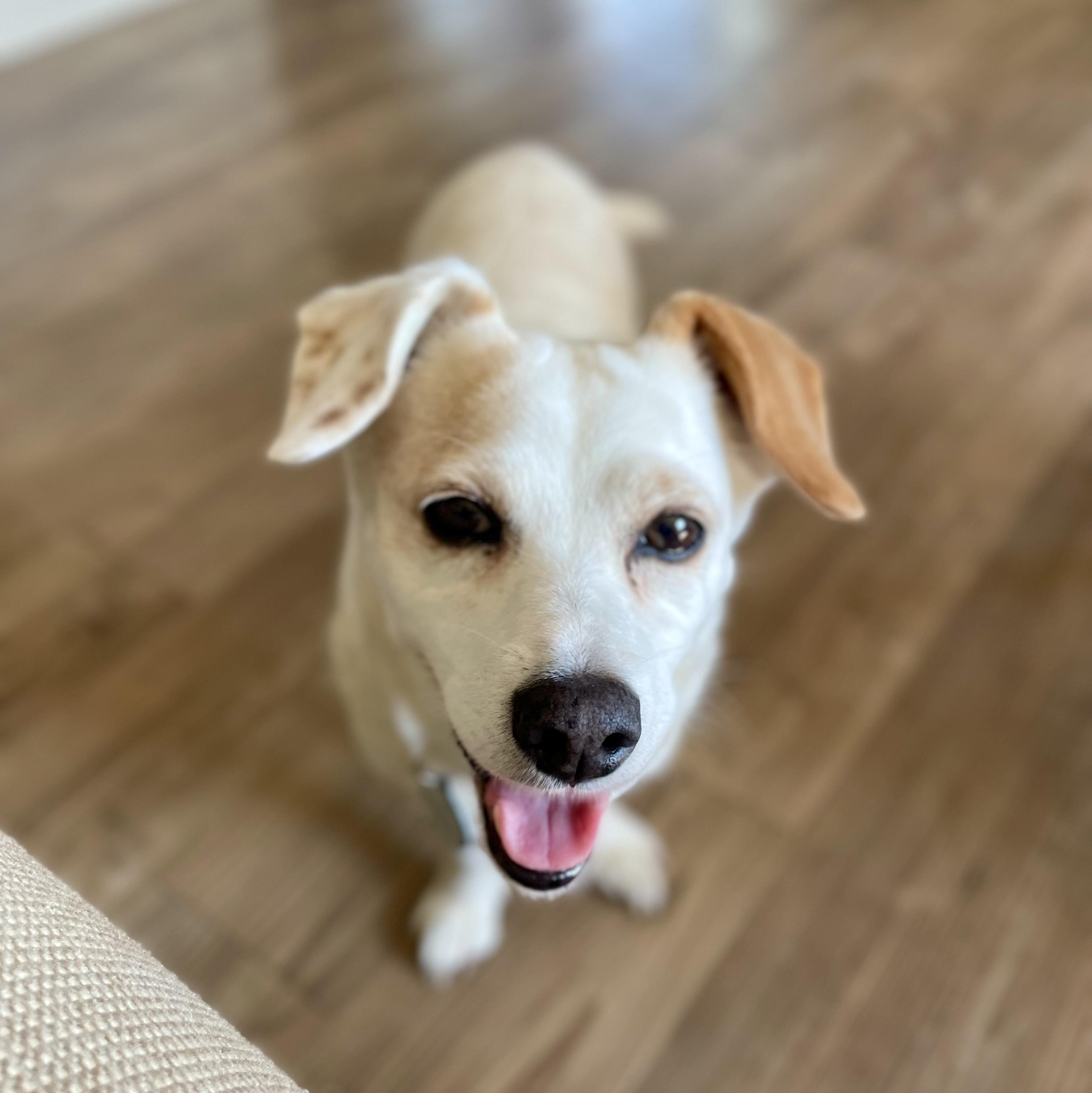 Eve, ADOPTABLE, Adult Female Chihuahua.