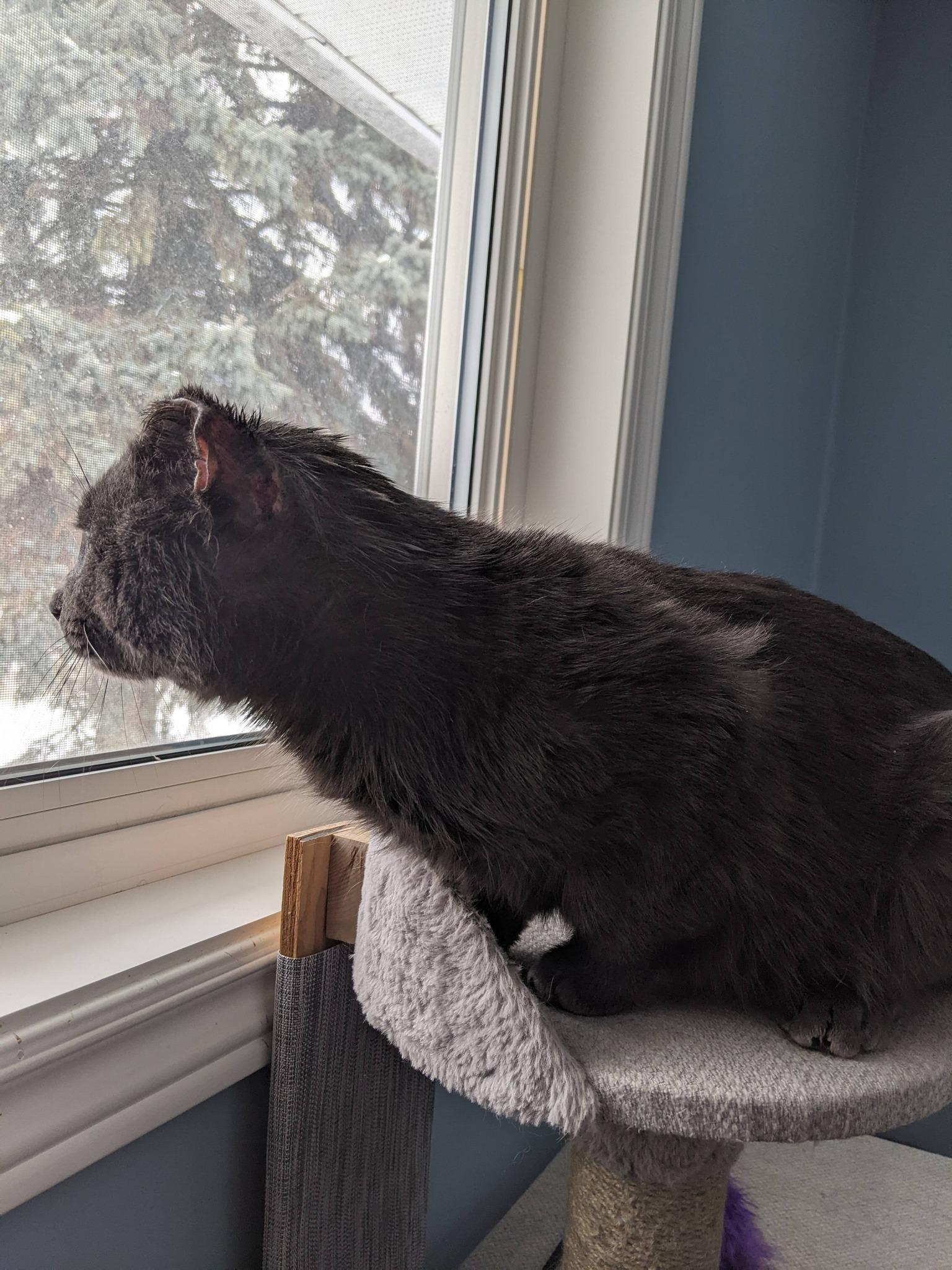 Vincent, adopted, Adult Male Domestic Short Hair.