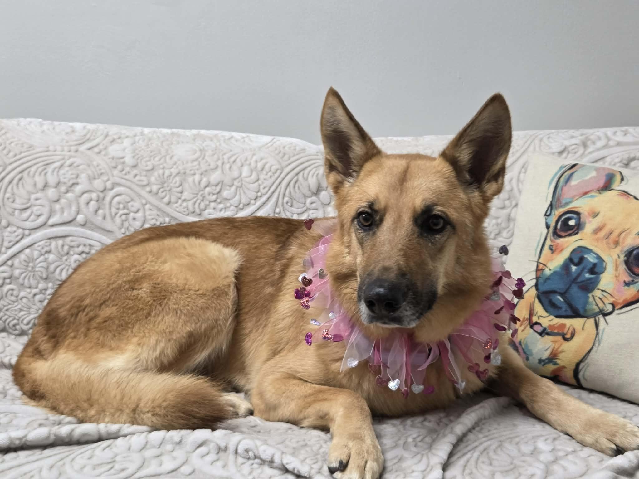 Enlarge Callie the German Shepherd , a Adoptable German Shepherd Dog in Muskego, WI image 2/5