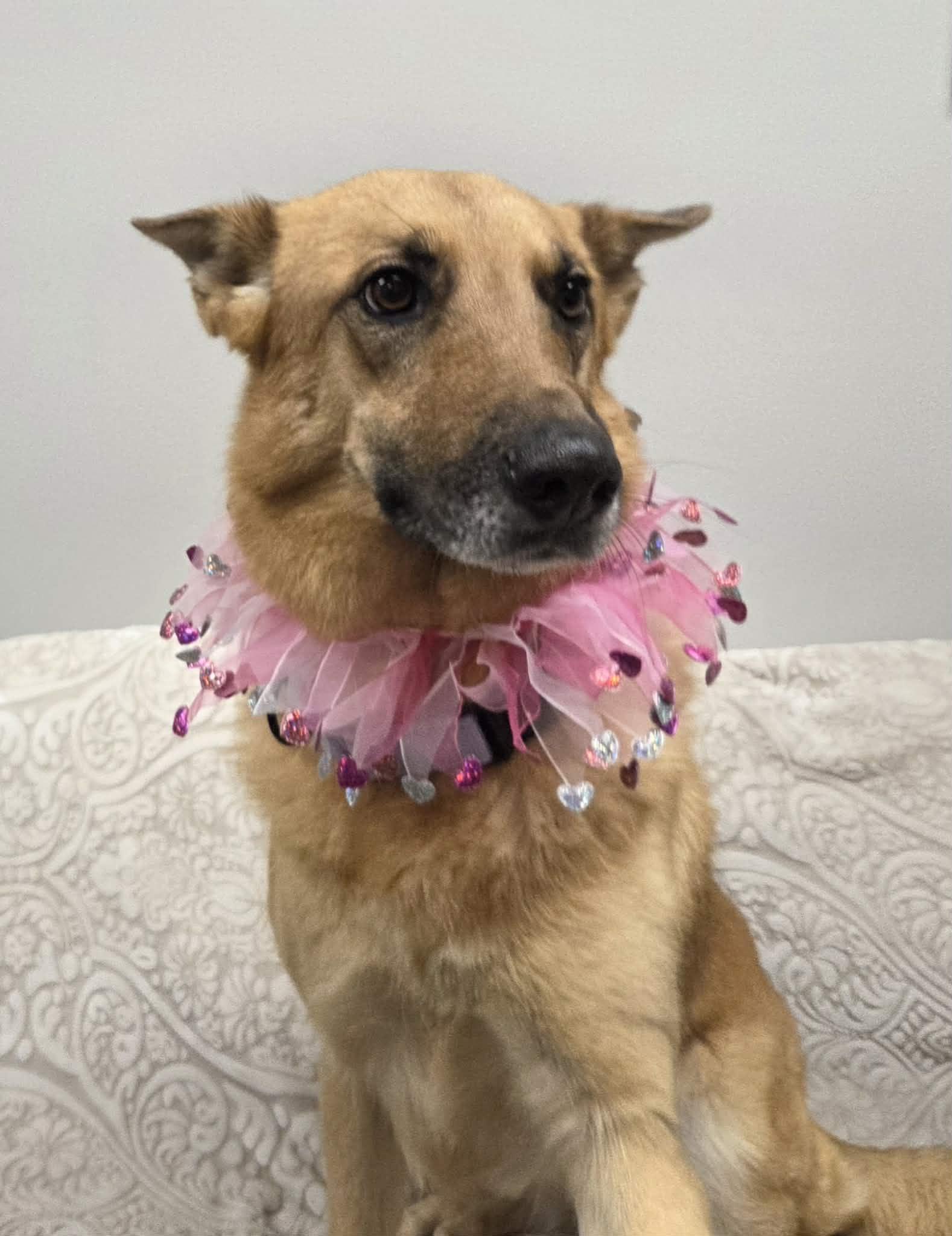 Enlarge Callie the German Shepherd , a Adoptable German Shepherd Dog in Muskego, WI image 1/5
