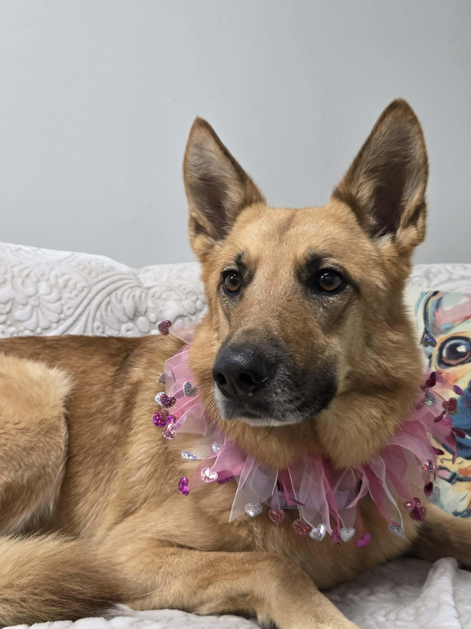 Enlarge Callie the German Shepherd , a Adoptable German Shepherd Dog in Muskego, WI image 3/5