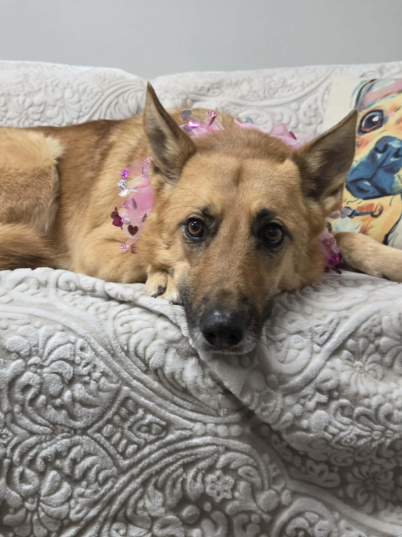 Enlarge Callie the German Shepherd , a Adoptable German Shepherd Dog in Muskego, WI image 4/5