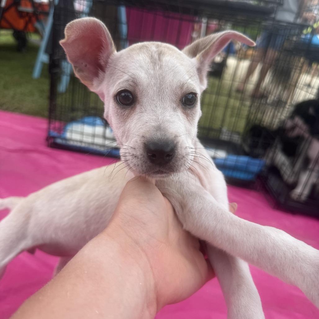 Lily, Adoptable, Puppy Female Labrador Retriever & Mixed Breed.