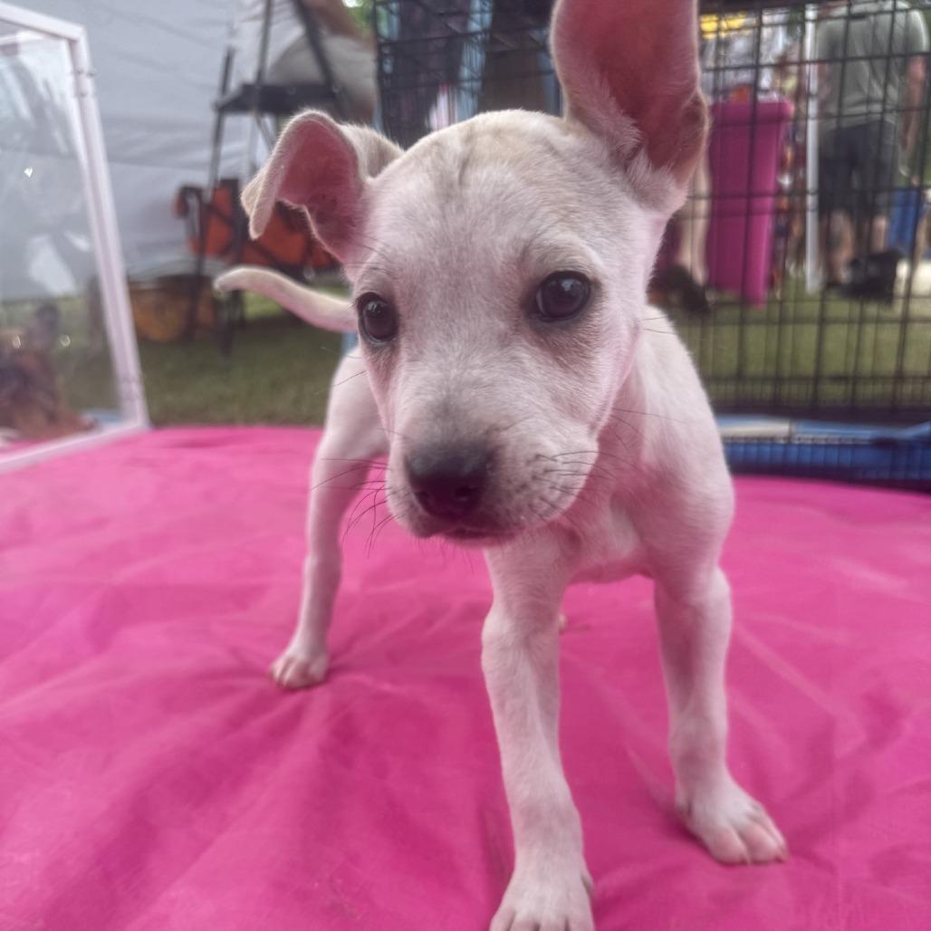 Lily, a Adoptable mixed breed in Baton Rouge, LA image 2/5