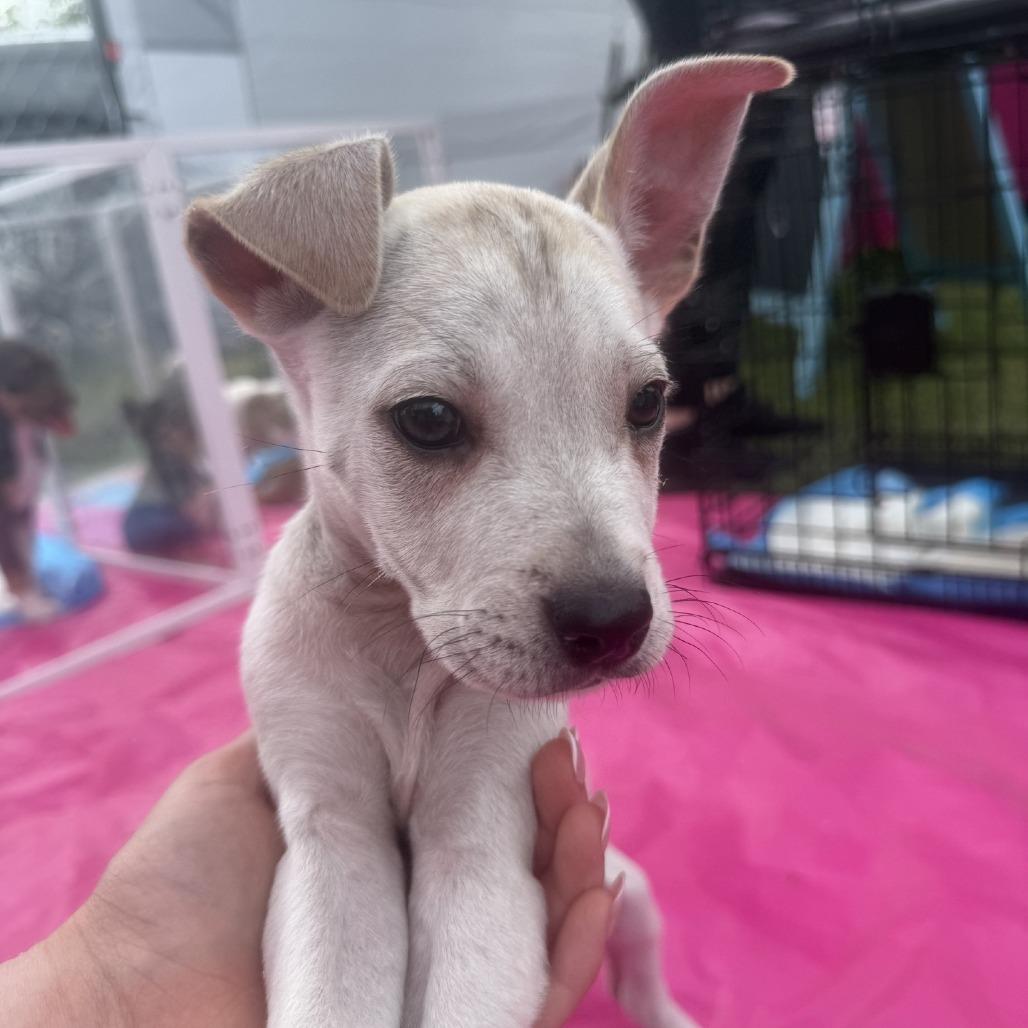 Lily, a Adoptable mixed breed in Baton Rouge, LA image 5/5