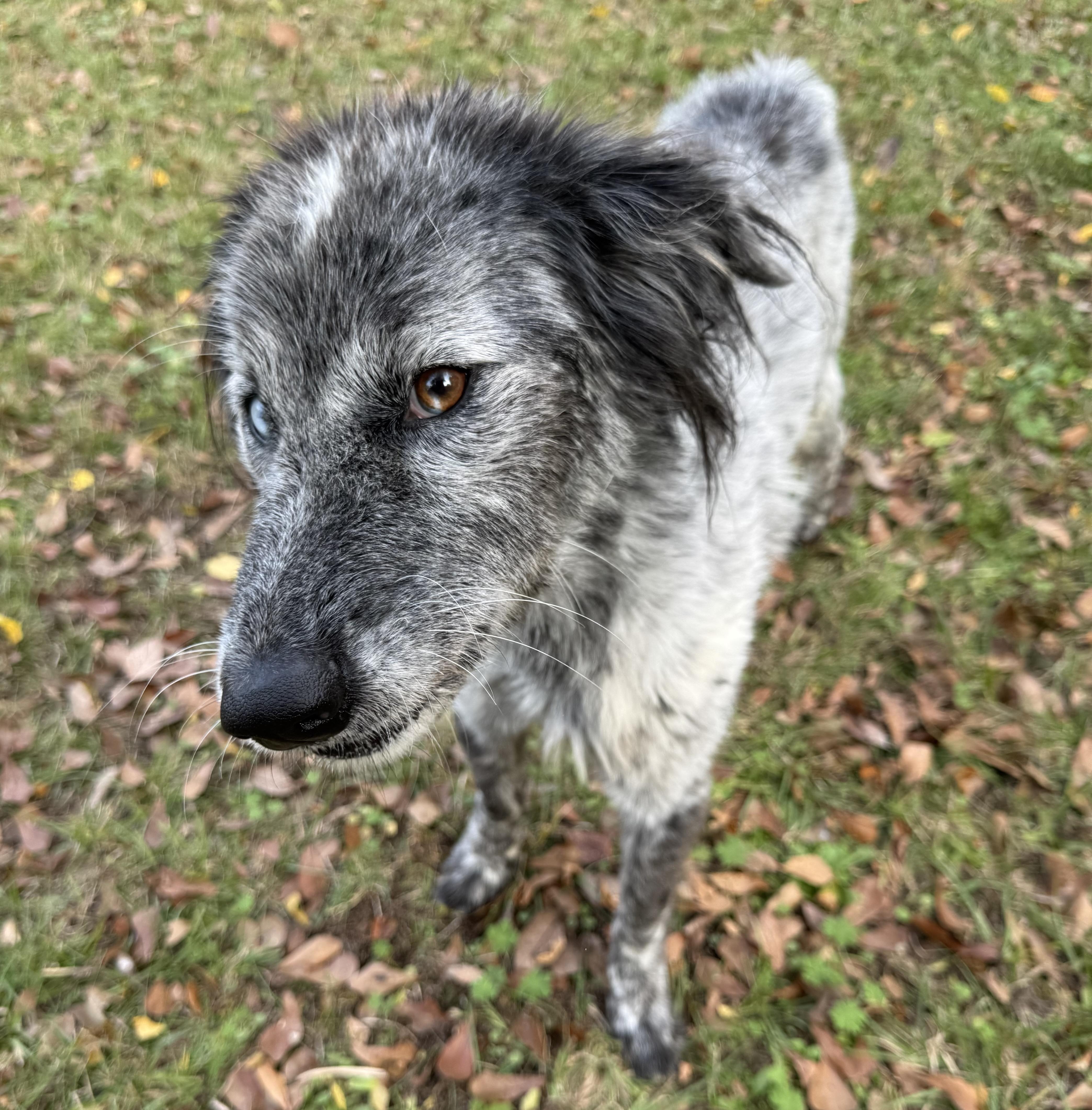 Shaggy — thumbnail 5