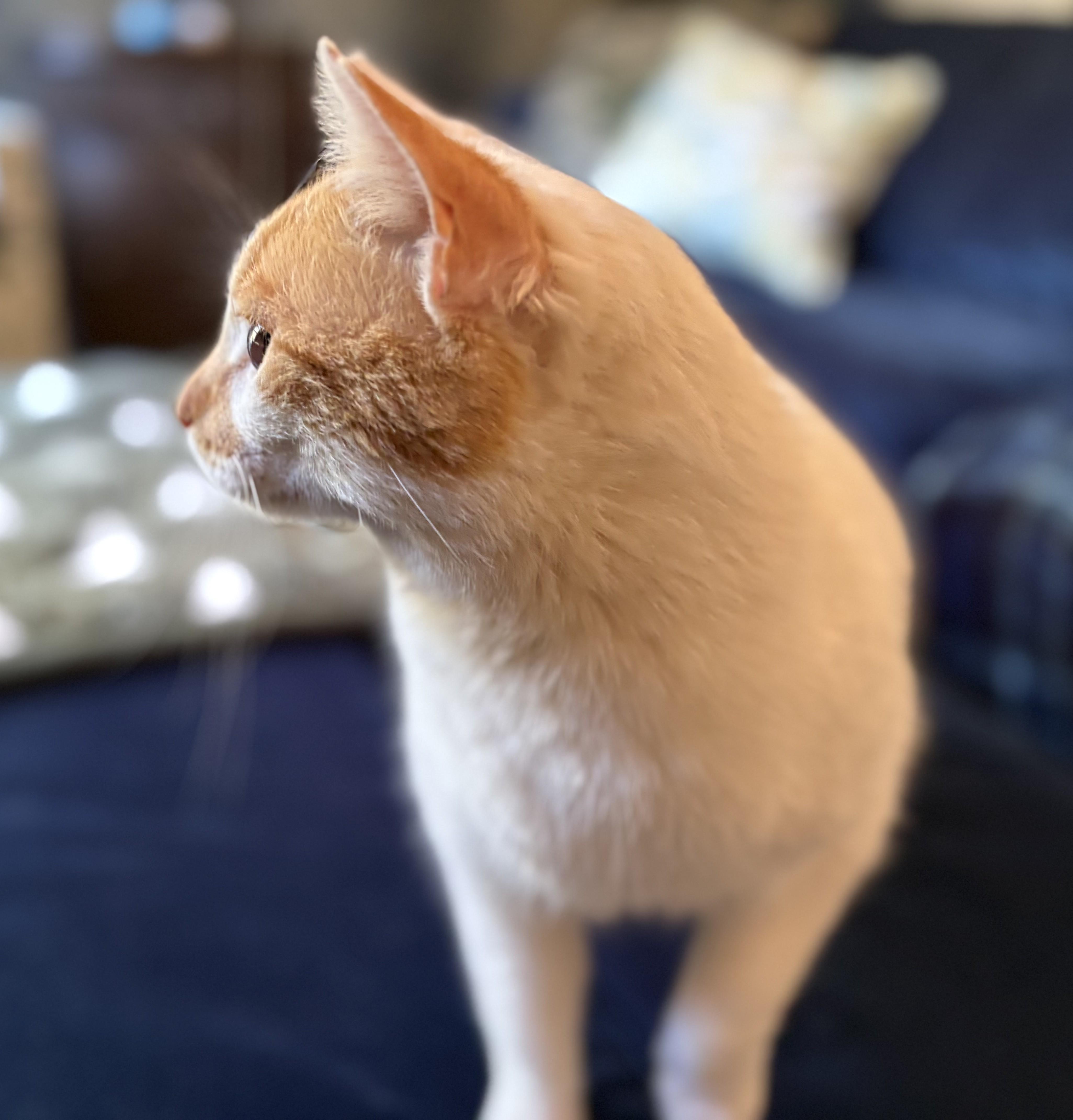 Leo, Adoptable, Adult Male American Shorthair.