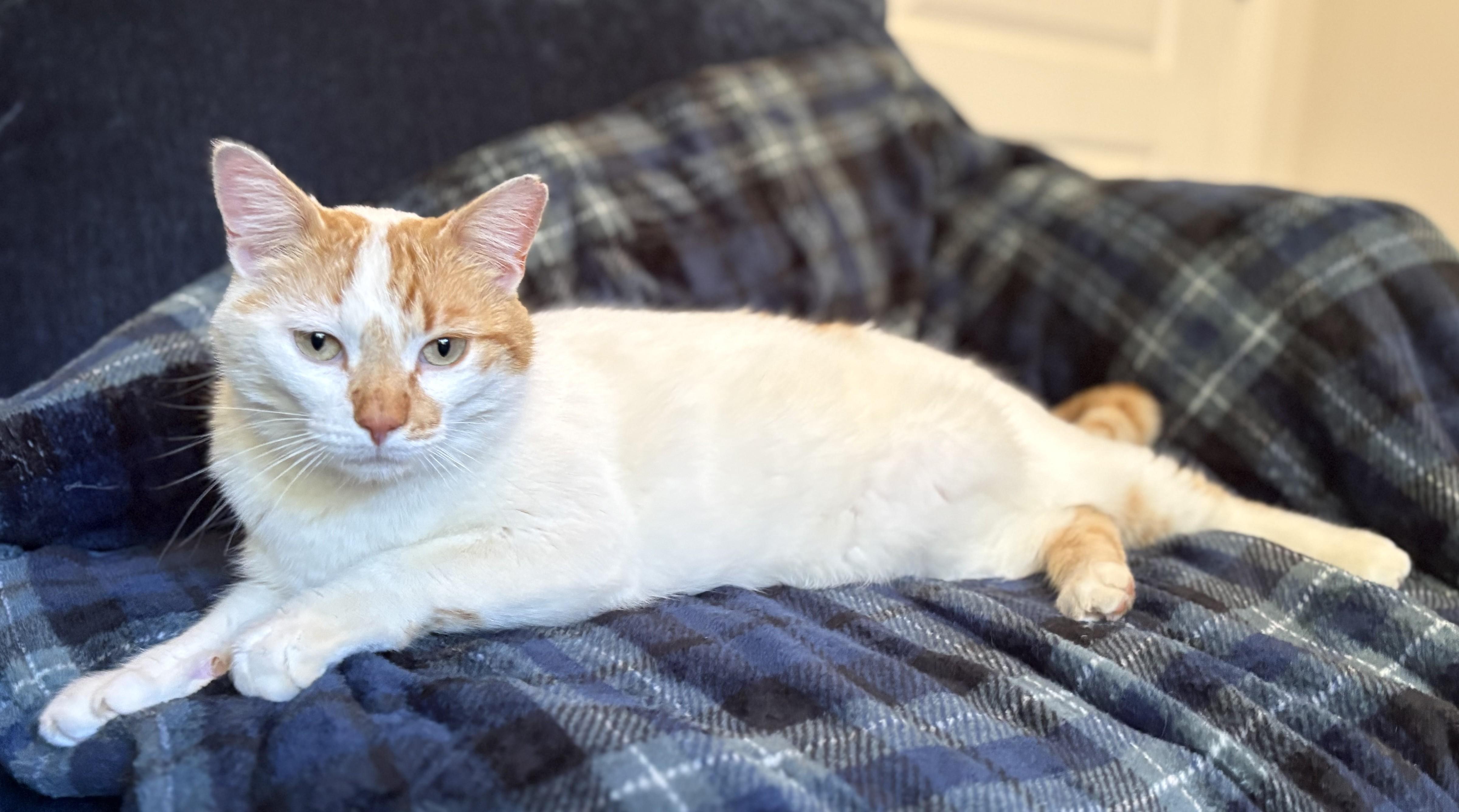 Enlarge Leo, a Adoptable American Shorthair in Hot Springs, AR image 2/6