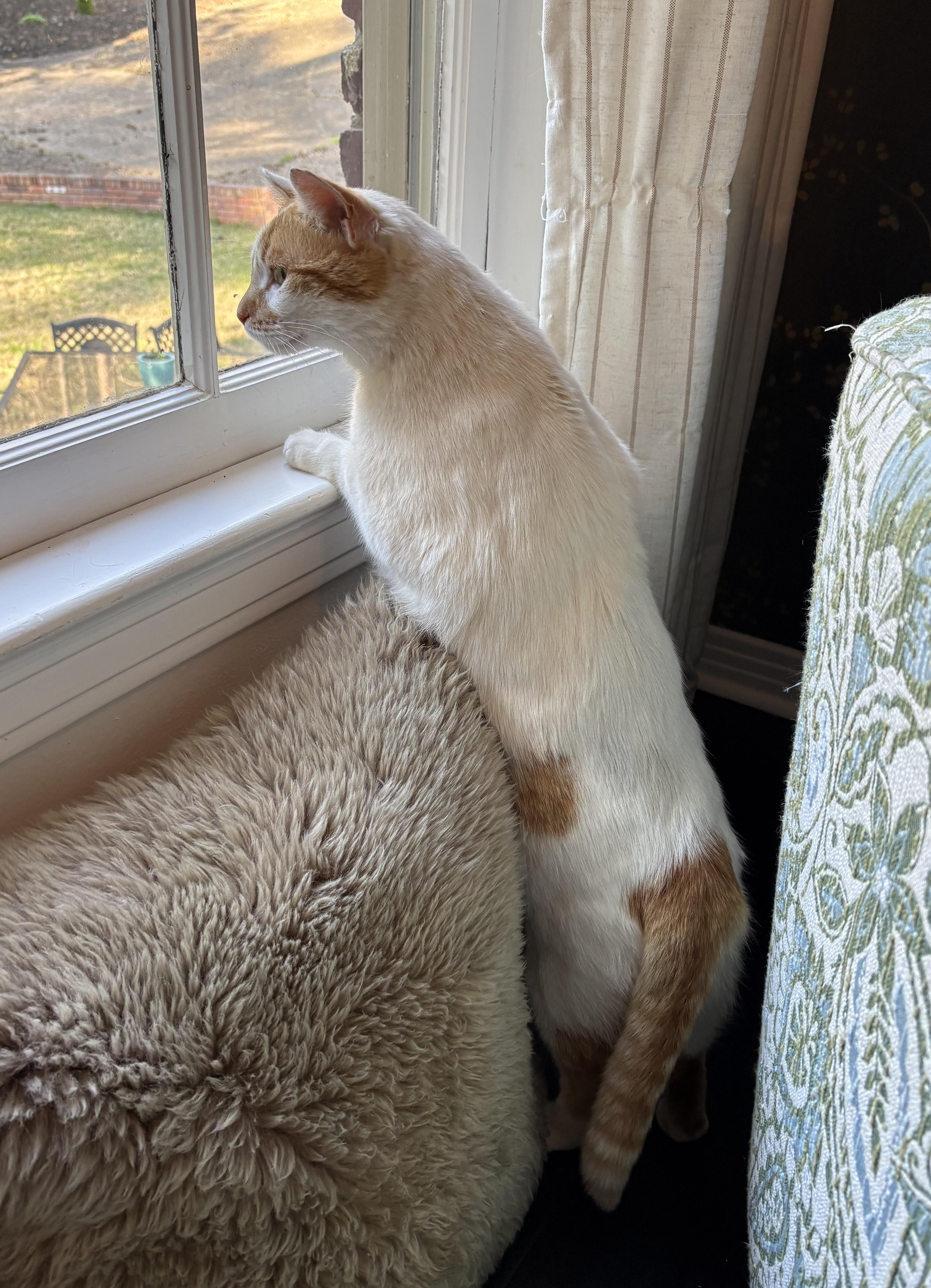 Enlarge Leo, a Adoptable American Shorthair in Hot Springs, AR image 4/6