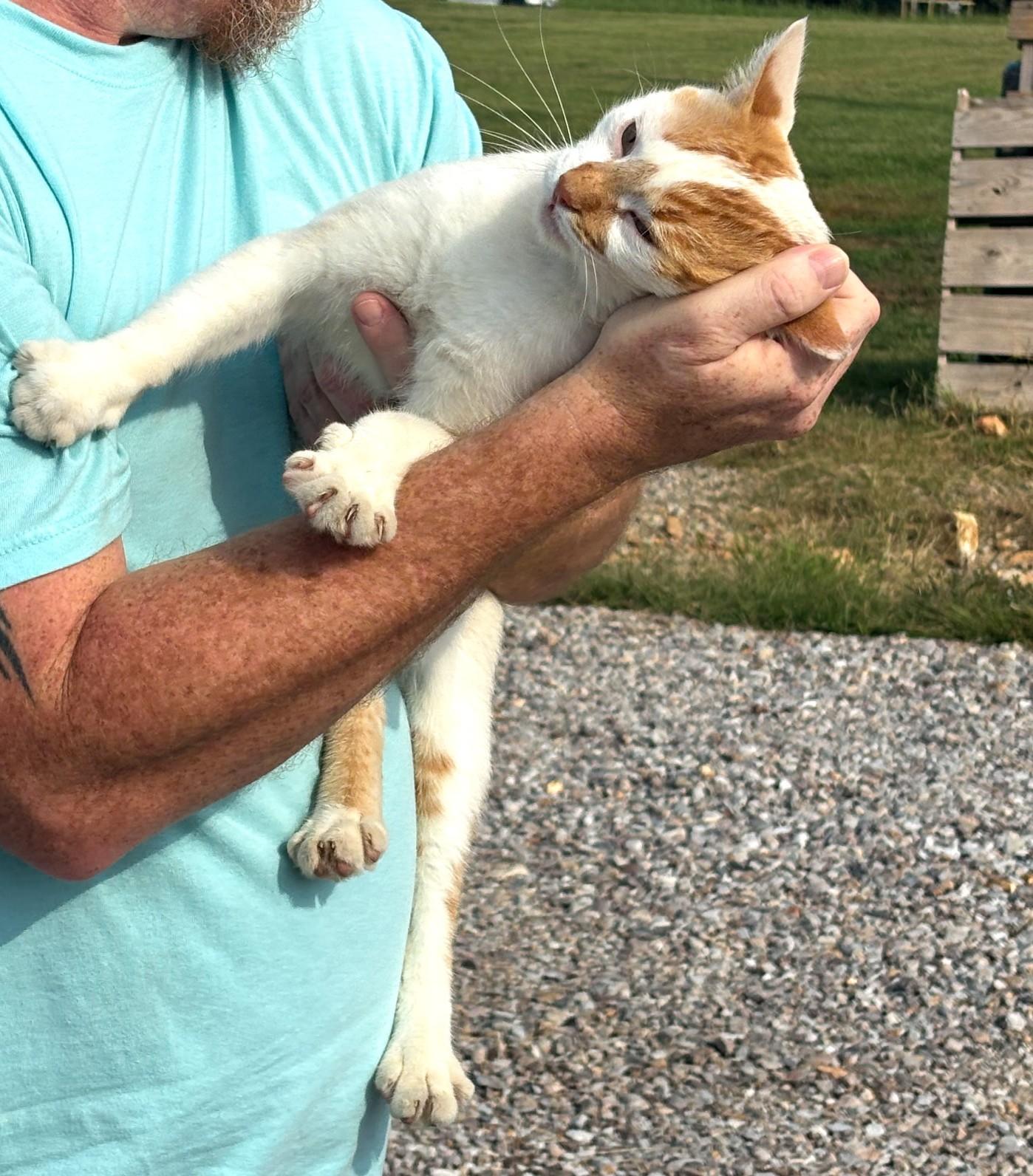 Leo, a Adoptable American Shorthair in Hot Springs, AR image 4/4