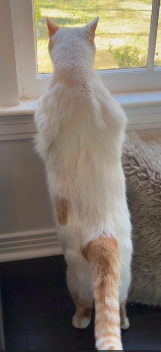 Enlarge Leo, a Adoptable American Shorthair in Hot Springs, AR image 5/6