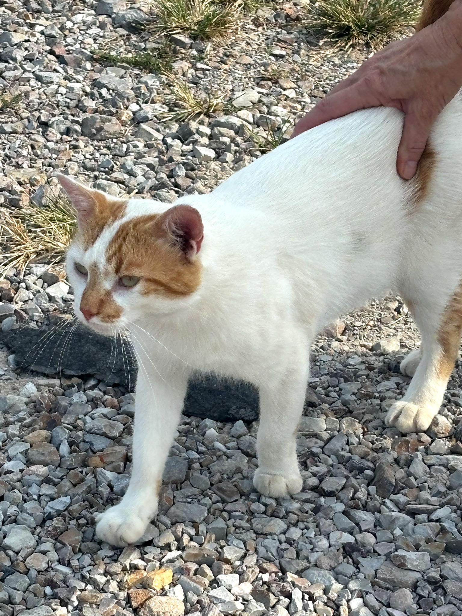 Leo, a Adoptable American Shorthair in Hot Springs, AR image 3/4