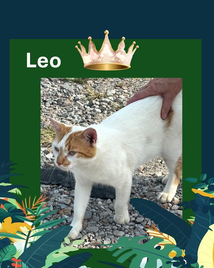 Leo, Adoptable, Adult Male American Shorthair.