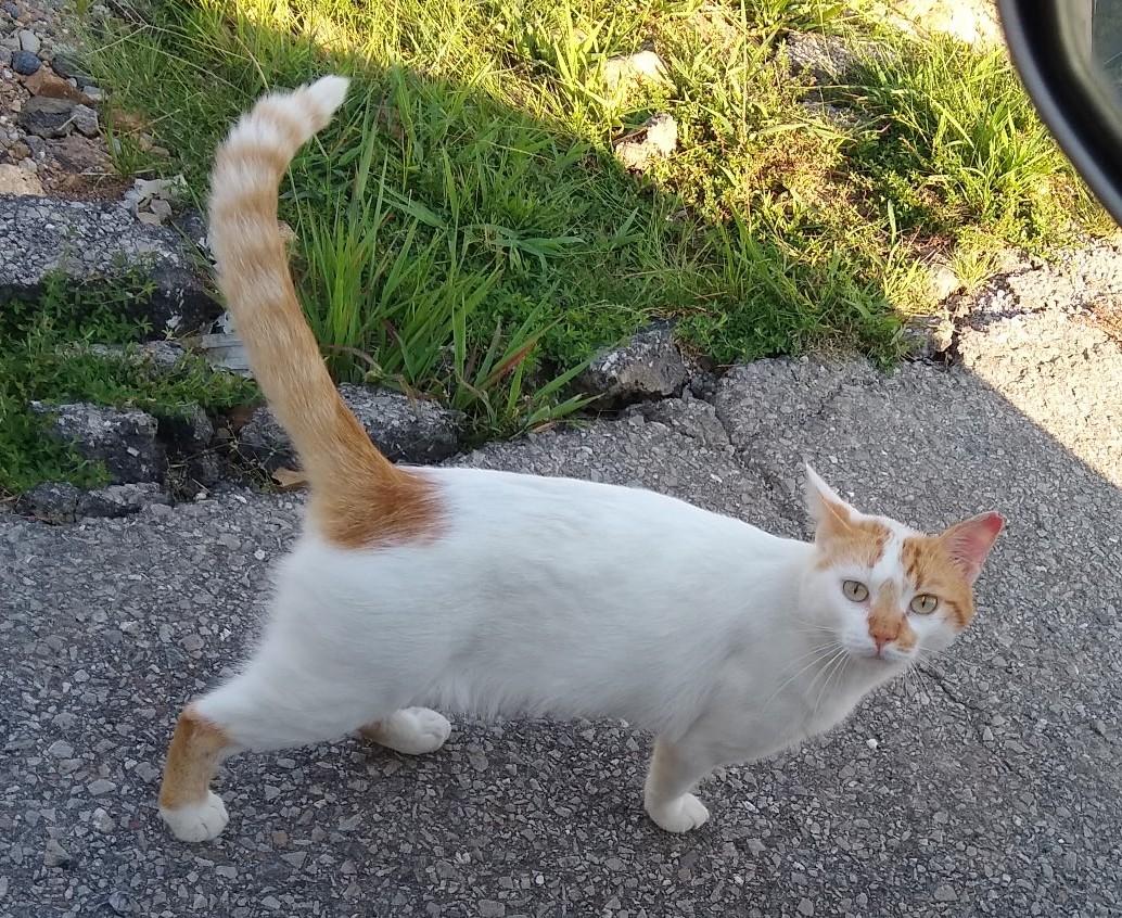 Leo, Adoptable, Adult Male American Shorthair.