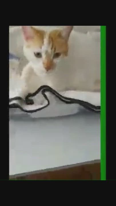 Enlarge Leo, a Adoptable American Shorthair in Hot Springs, AR video 6/6