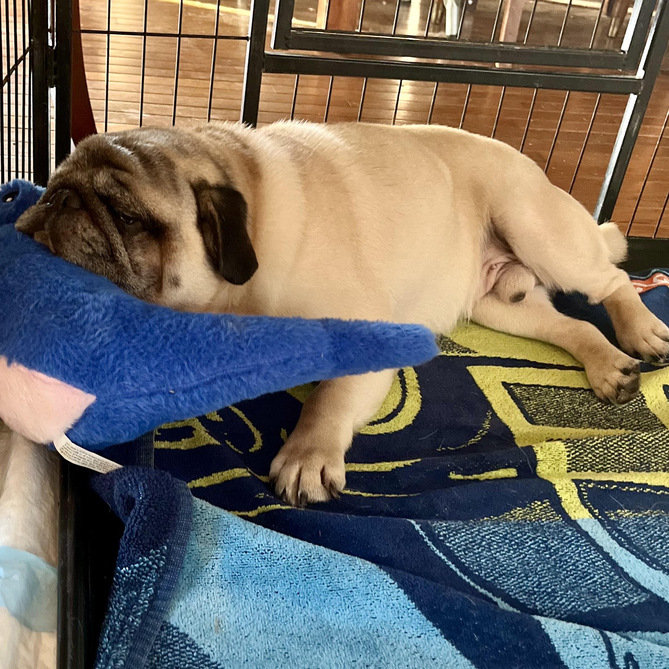 Tony, a ADOPTABLE Pug in Burlington, VT image 4/5