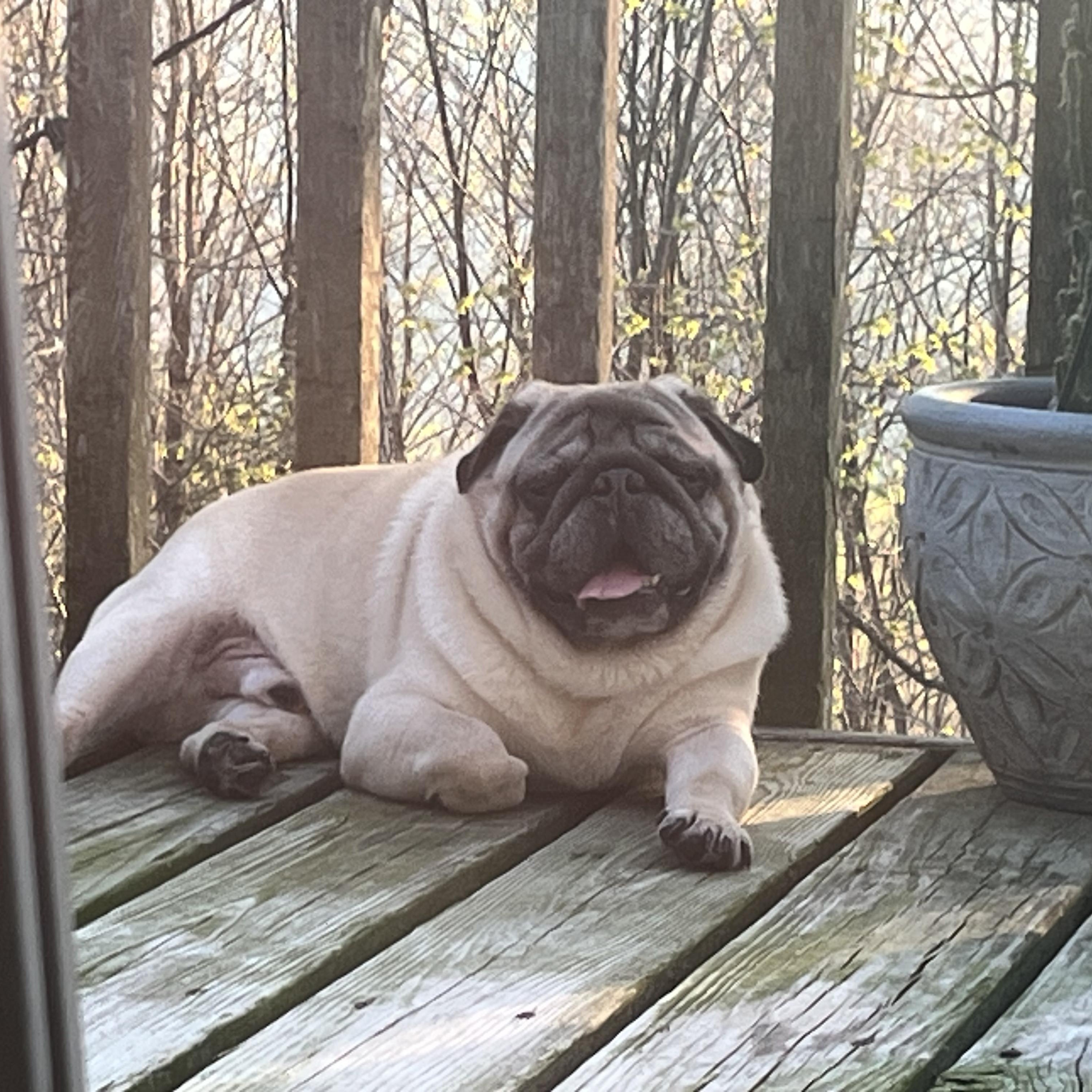 Tony, ADOPTABLE, Adult Male Pug.
