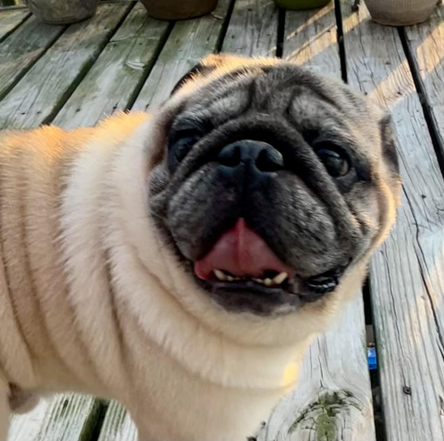 Tony, a ADOPTABLE Pug in Burlington, VT image 2/5