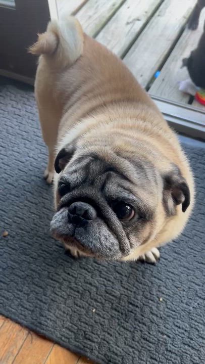 Enlarge Tony, a ADOPTABLE Pug in Burlington, VT video 5/5