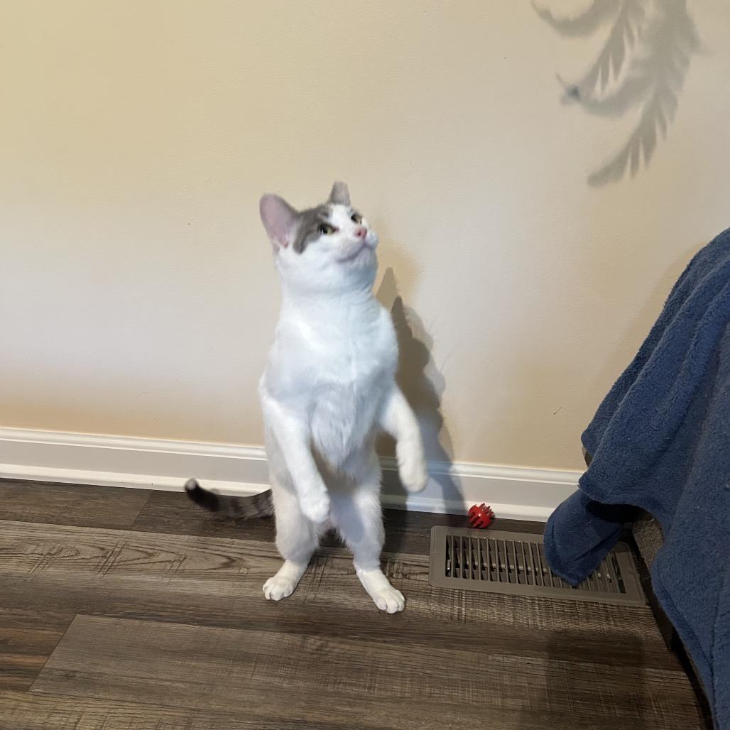 Bells a Flying 55920, Adoptable, Adult Female Domestic Medium Hair.