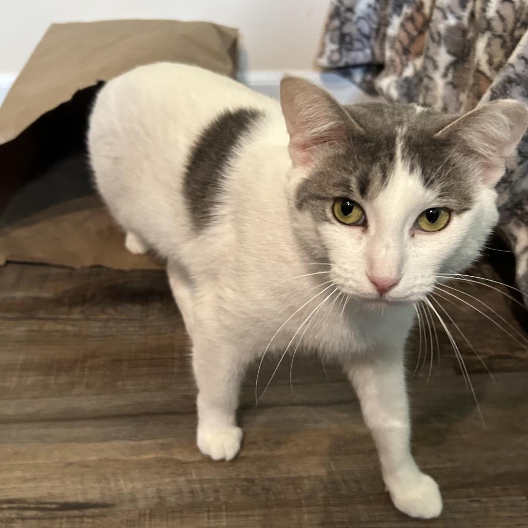 Enlarge Bells a Flying 55920, a Adoptable Domestic Medium Hair in Lansing, MI image 2/5
