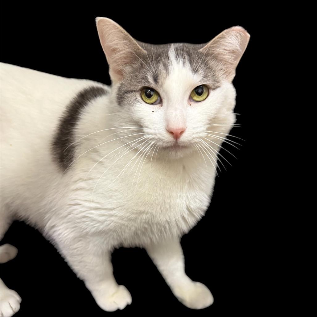 Enlarge Bells a Flying 55920, a Adoptable Domestic Medium Hair in Lansing, MI image 3/5