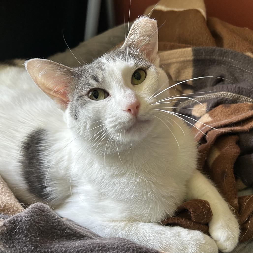 Enlarge Bells a Flying 55920, a Adoptable Domestic Medium Hair in Lansing, MI image 4/5