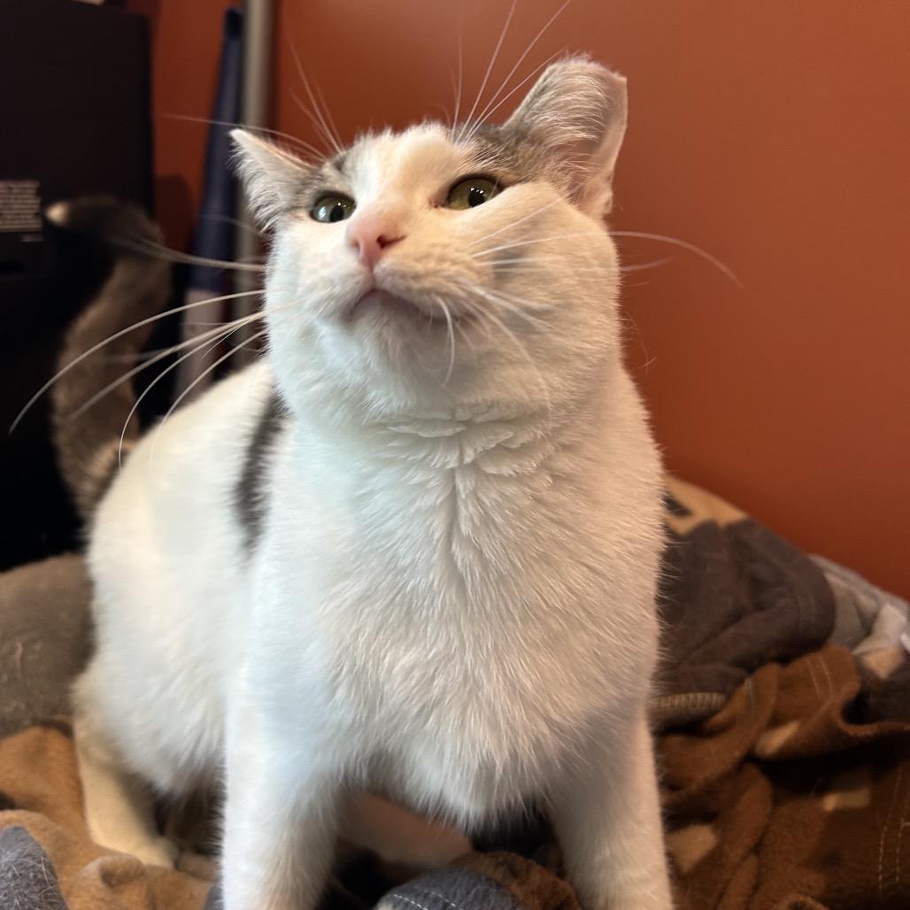 Enlarge Bells a Flying 55920, a Adoptable Domestic Medium Hair in Lansing, MI image 5/5