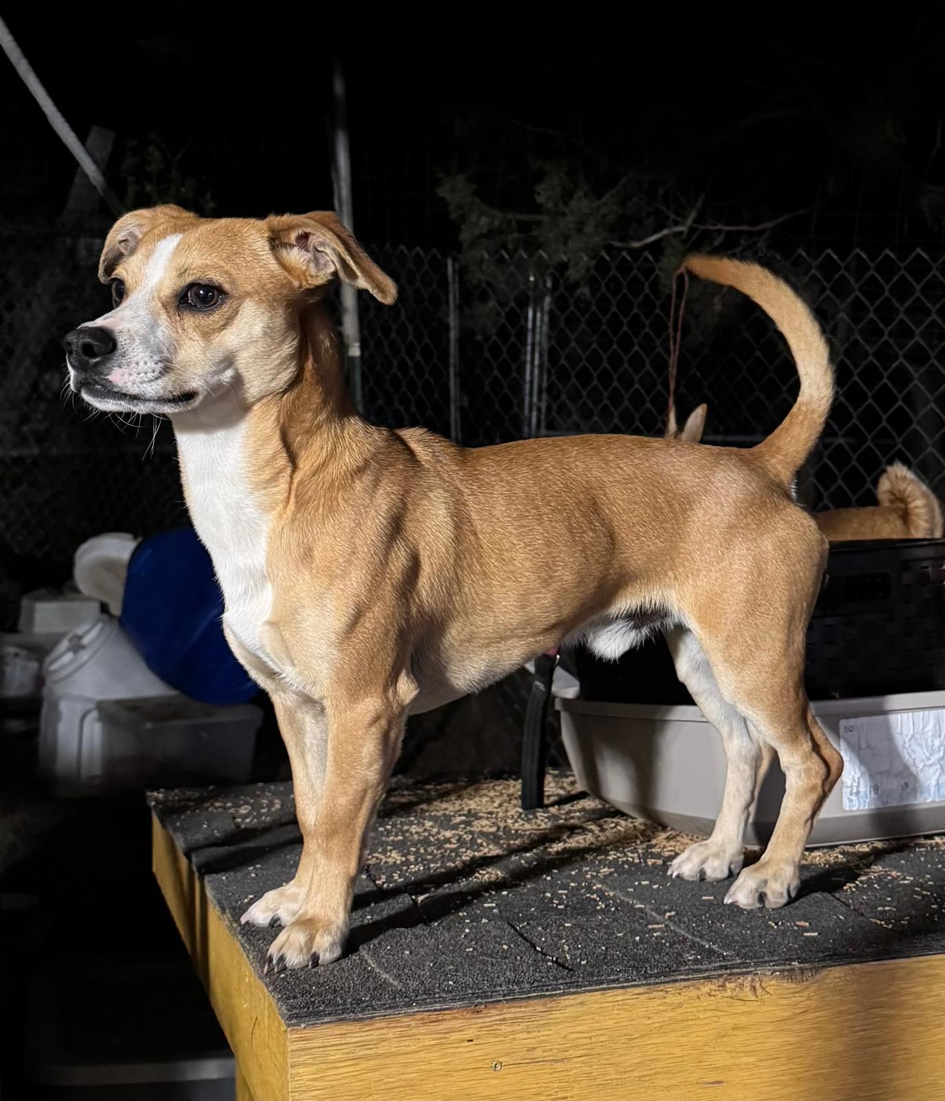 Enlarge Little Dude, a Adopted mixed breed in Durango, CO image 1/1