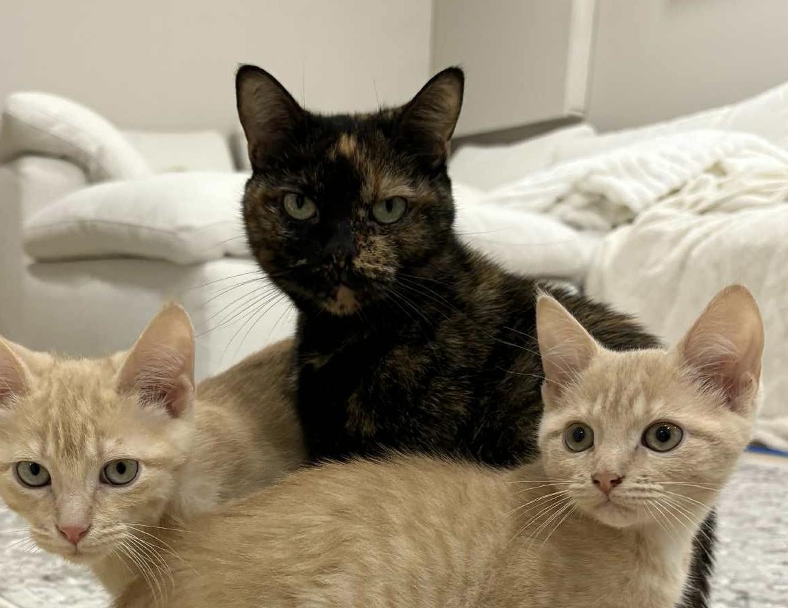 Enlarge Amber, a ADOPTABLE Domestic Short Hair in Pointe-Claire, QC image 4/4