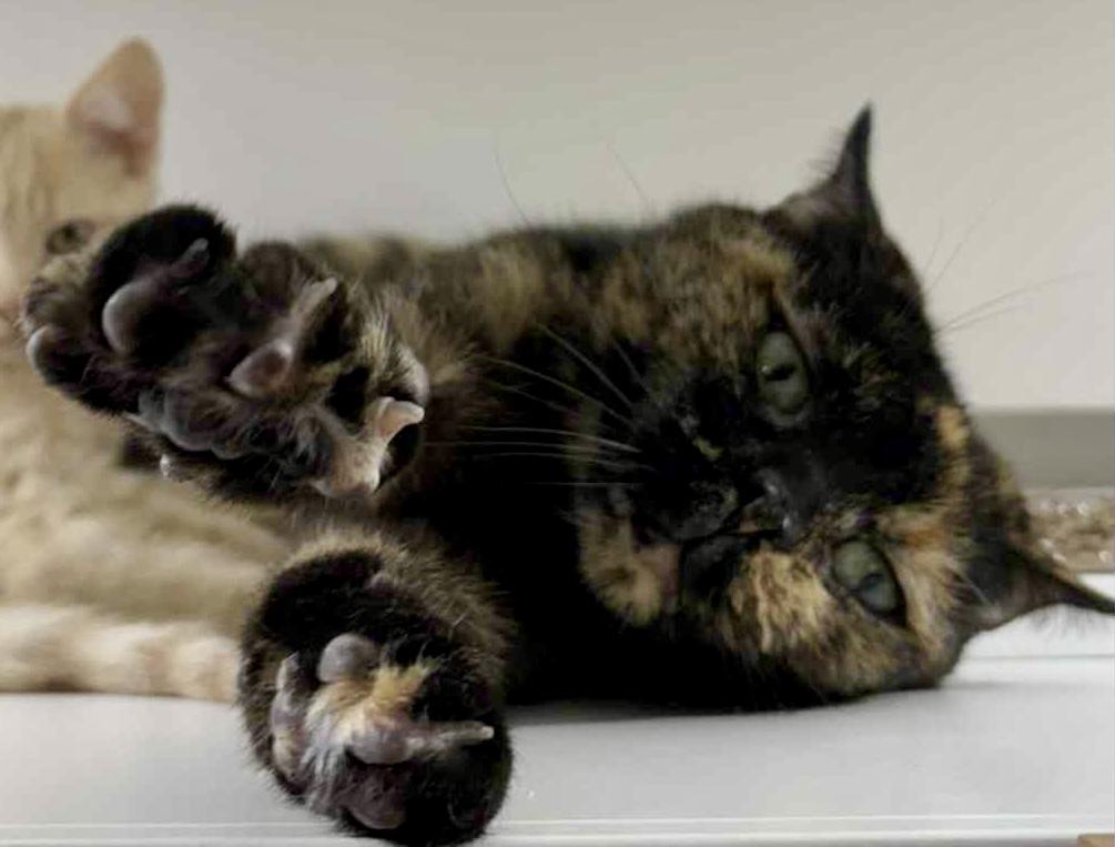 Enlarge Amber, a ADOPTABLE Domestic Short Hair in Pointe-Claire, QC image 3/4