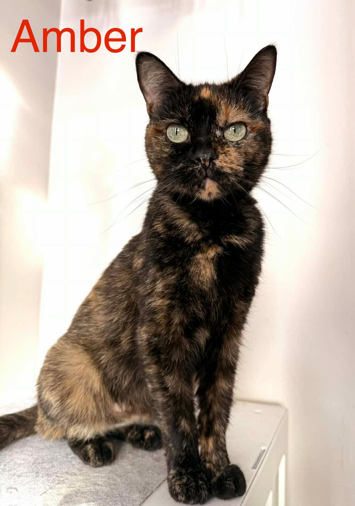 Enlarge Amber, a ADOPTABLE Domestic Short Hair in Pointe-Claire, QC image 1/4