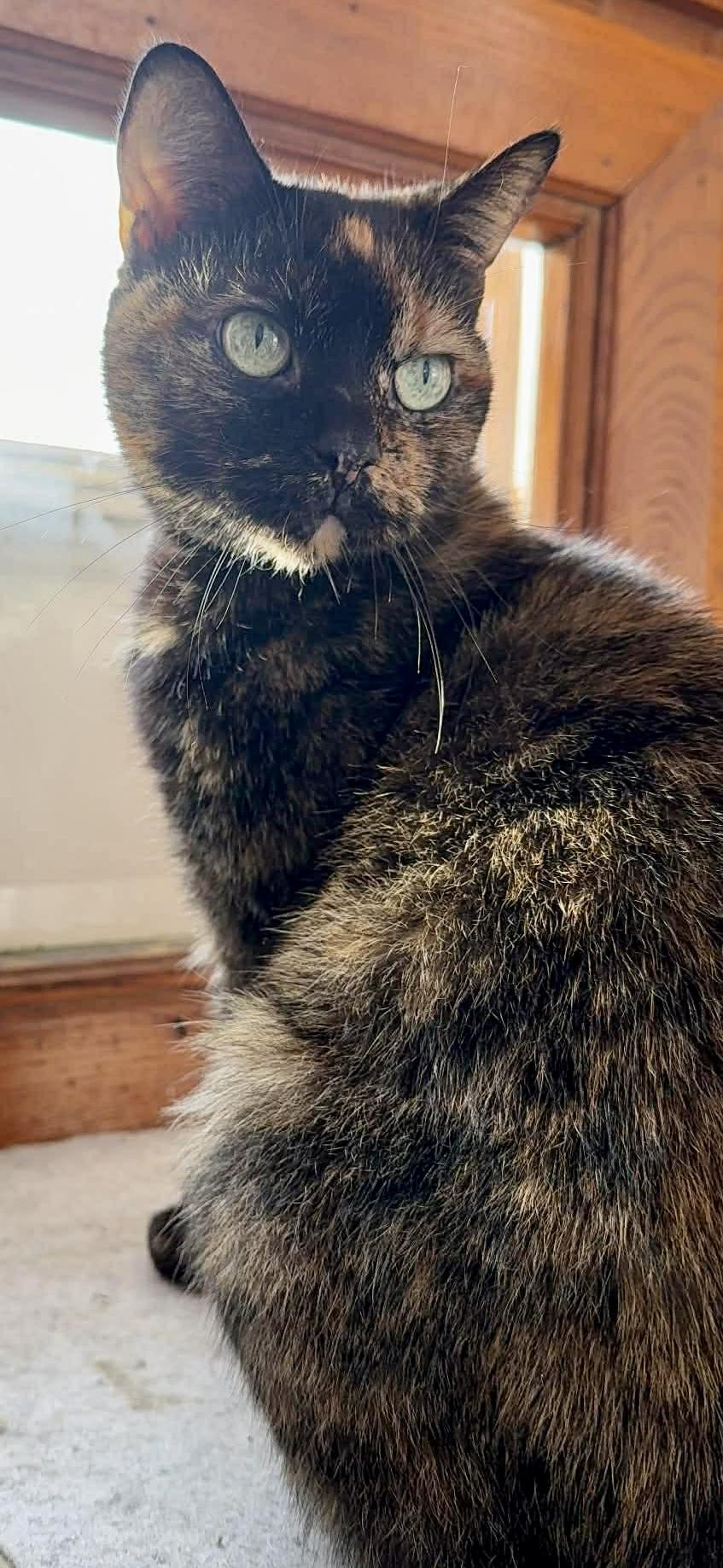 Enlarge Amber, a ADOPTABLE Domestic Short Hair in Pointe-Claire, QC image 2/4