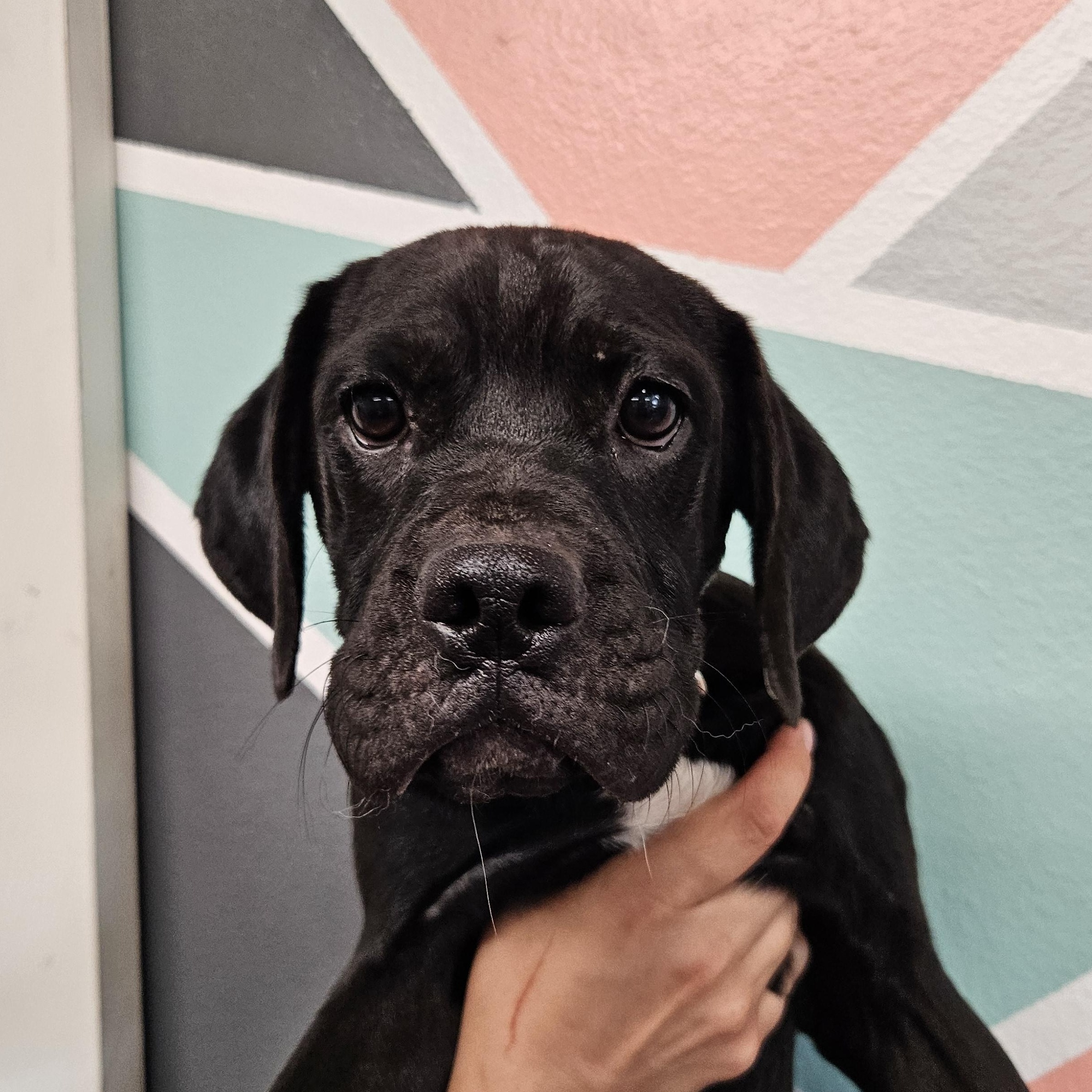 Milkdud, an adoptable Pug in The Dalles, OR, 97058 | Photo Image 1