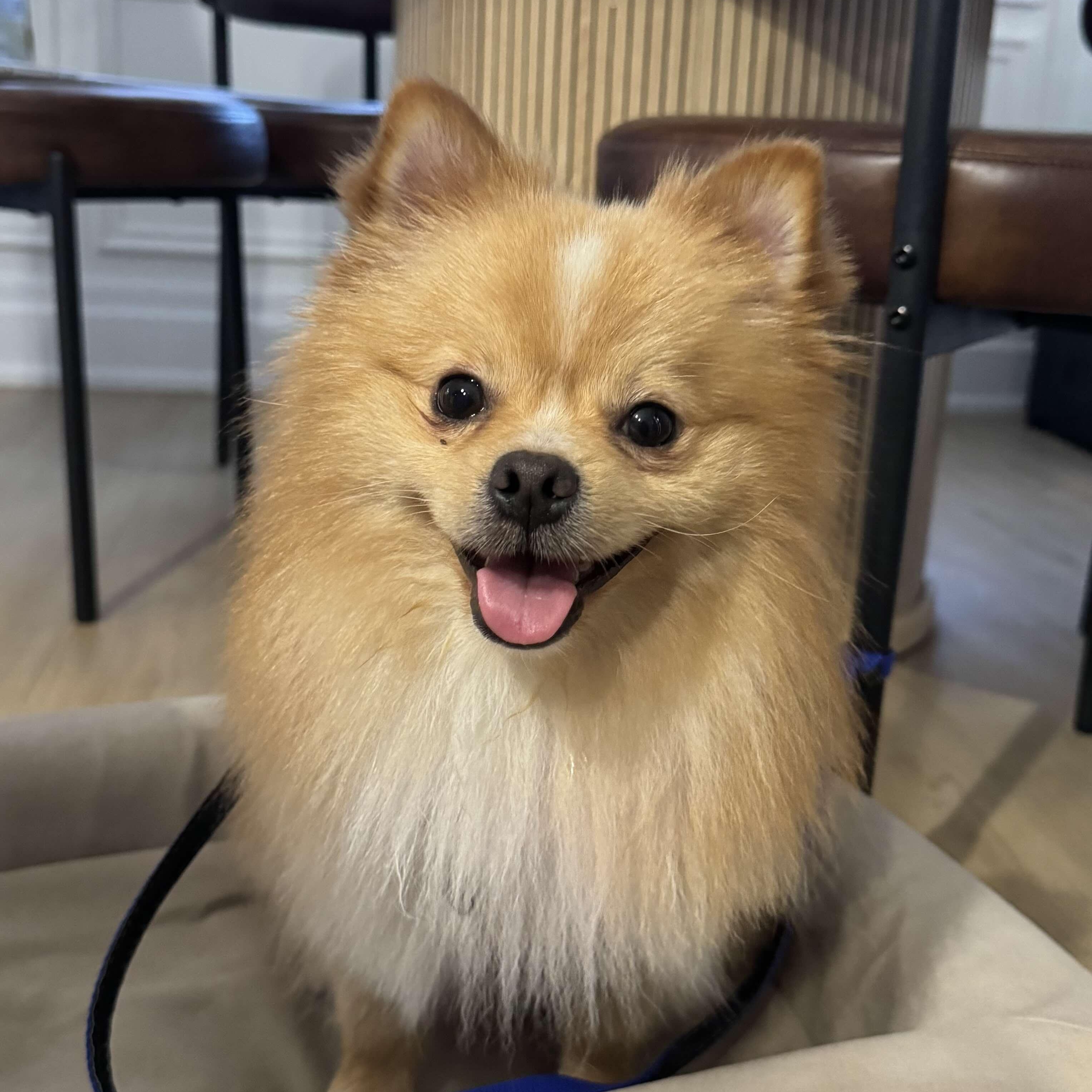 Aquino, Adopted, Young Male Pomeranian.